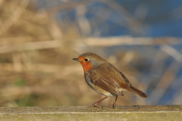 08 02 15_1394_edited-1.jpg - ROBIN - YET ANOTHER POSER - RIVER STOUR, DORSET - 8.2.15